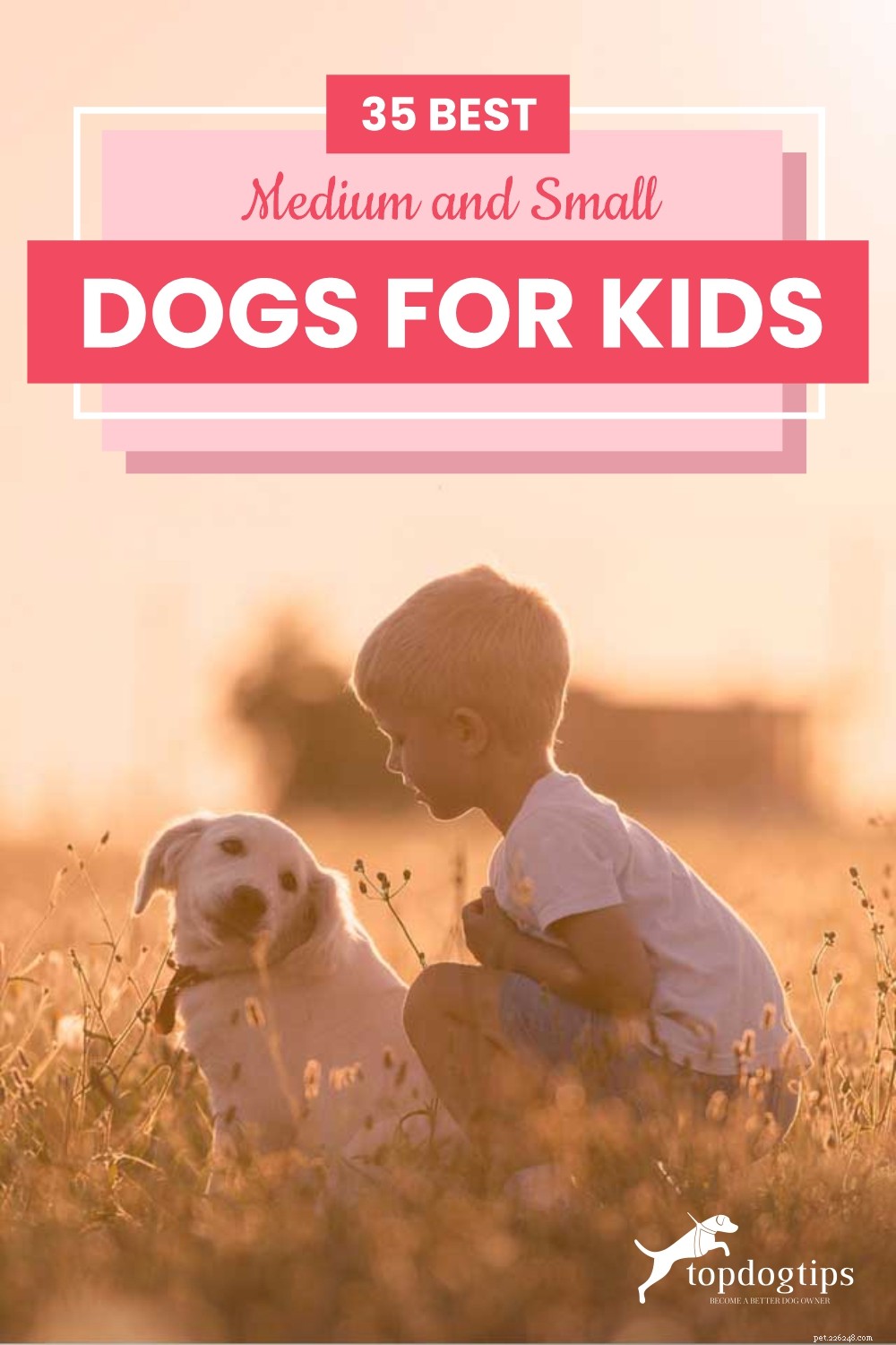 35 Ideal Medium & Small Dog Breeds for Families with Kids