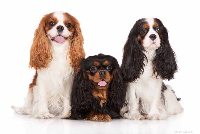 35 Ideal Medium & Small Dog Breeds for Families with Kids