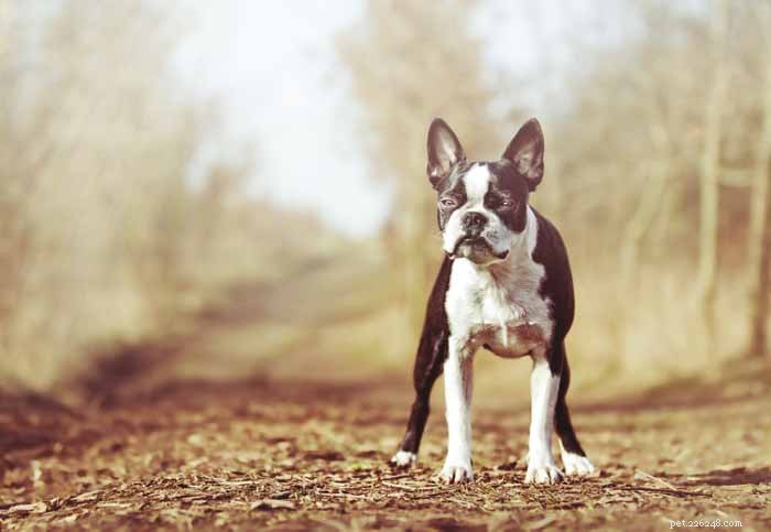 35 Ideal Medium & Small Dog Breeds for Families with Kids