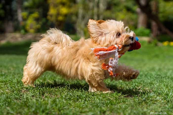 35 Ideal Medium & Small Dog Breeds for Families with Kids