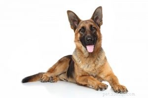 30 Family-Friendly Dog Breeds That Make Great House Pets