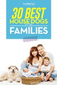 30 Family-Friendly Dog Breeds That Make Great House Pets