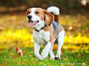 30 Family-Friendly Dog Breeds That Make Great House Pets