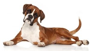30 Family-Friendly Dog Breeds That Make Great House Pets