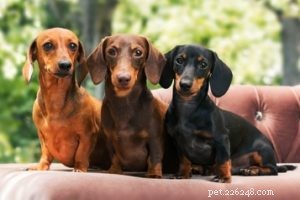 30 Family-Friendly Dog Breeds That Make Great House Pets