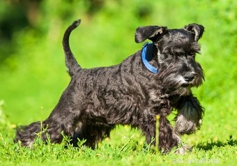 30 Family-Friendly Dog Breeds That Make Great House Pets