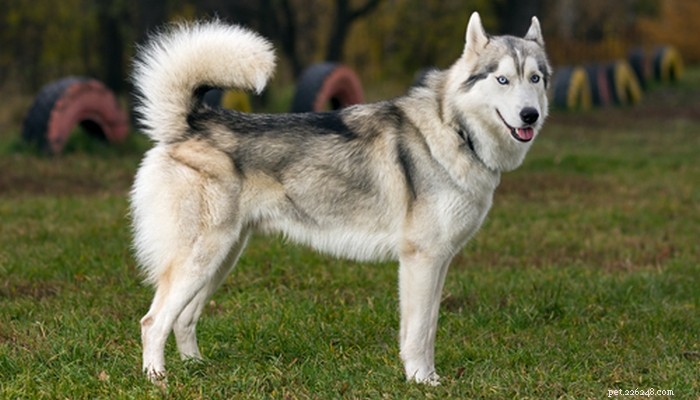 30 Family-Friendly Dog Breeds That Make Great House Pets