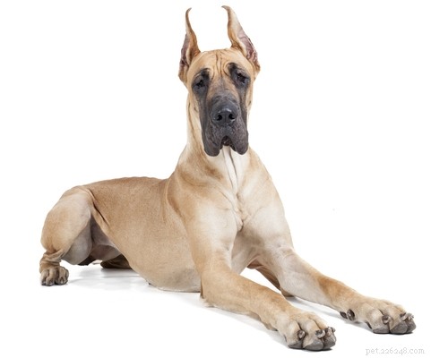 30 Family-Friendly Dog Breeds That Make Great House Pets
