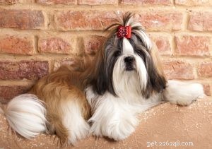30 Family-Friendly Dog Breeds That Make Great House Pets