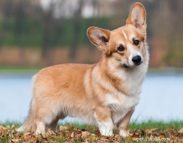 30 Family-Friendly Dog Breeds That Make Great House Pets