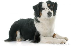 30 Family-Friendly Dog Breeds That Make Great House Pets