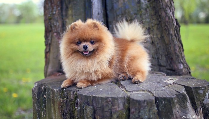30 Family-Friendly Dog Breeds That Make Great House Pets
