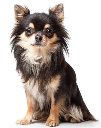30 Family-Friendly Dog Breeds That Make Great House Pets