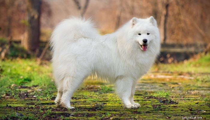 30 Family-Friendly Dog Breeds That Make Great House Pets