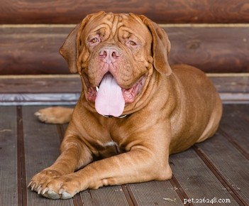 30 Family-Friendly Dog Breeds That Make Great House Pets