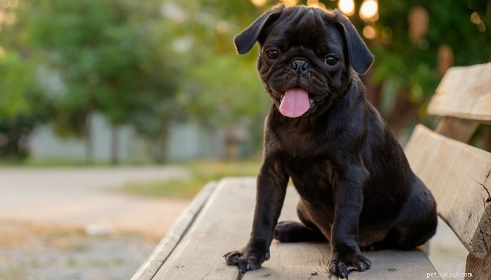 30 Family-Friendly Dog Breeds That Make Great House Pets