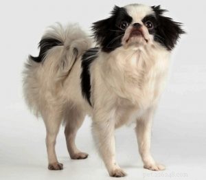 30 Family-Friendly Dog Breeds That Make Great House Pets
