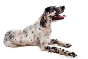 30 Family-Friendly Dog Breeds That Make Great House Pets