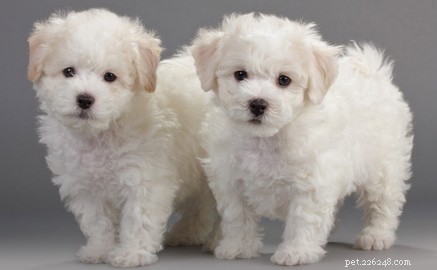 30 Family-Friendly Dog Breeds That Make Great House Pets