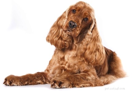 30 Family-Friendly Dog Breeds That Make Great House Pets