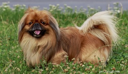 30 Family-Friendly Dog Breeds That Make Great House Pets