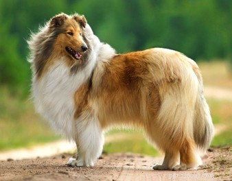 30 Family-Friendly Dog Breeds That Make Great House Pets