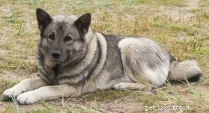 30 Family-Friendly Dog Breeds That Make Great House Pets