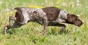 30 Family-Friendly Dog Breeds That Make Great House Pets