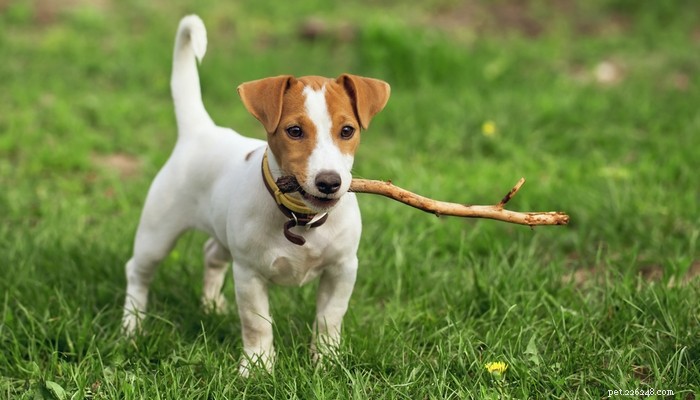 30 Family-Friendly Dog Breeds That Make Great House Pets