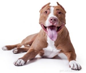 30 Family-Friendly Dog Breeds That Make Great House Pets