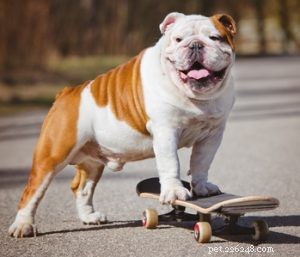 30 Family-Friendly Dog Breeds That Make Great House Pets