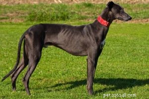 30 Family-Friendly Dog Breeds That Make Great House Pets