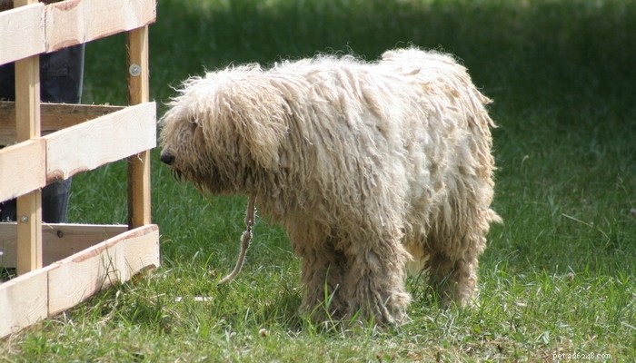 20 Best Farm Dog Breeds for Country Life: Reliable, Protective, and Hard‑Working