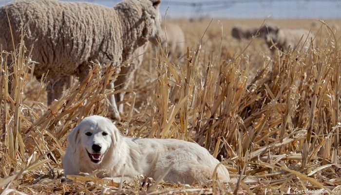 20 Best Farm Dog Breeds for Country Life: Reliable, Protective, and Hard‑Working