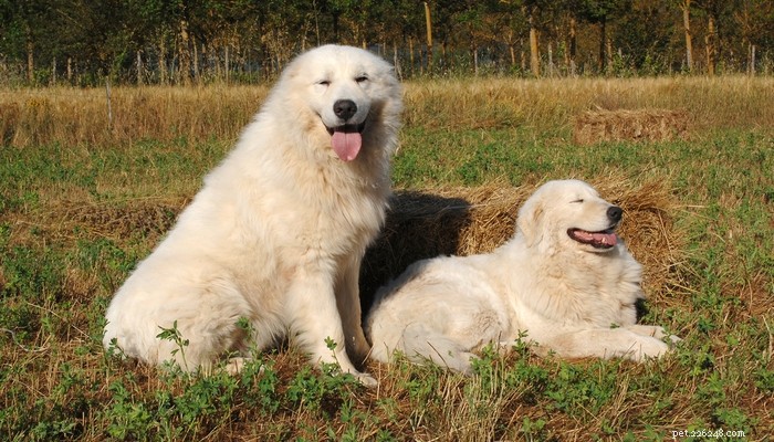 20 Best Farm Dog Breeds for Country Life: Reliable, Protective, and Hard‑Working