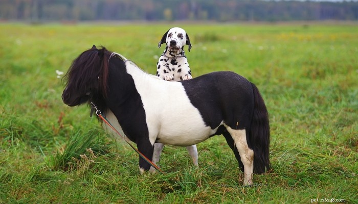 20 Best Farm Dog Breeds for Country Life: Reliable, Protective, and Hard‑Working