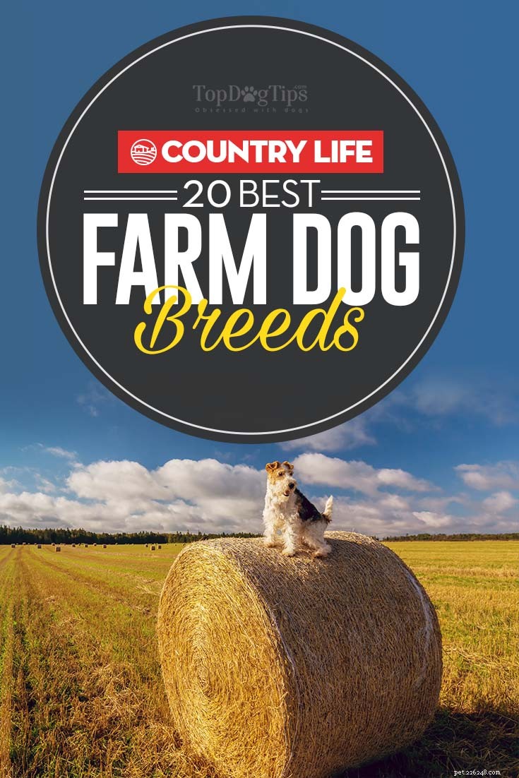 20 Best Farm Dog Breeds for Country Life: Reliable, Protective, and Hard‑Working