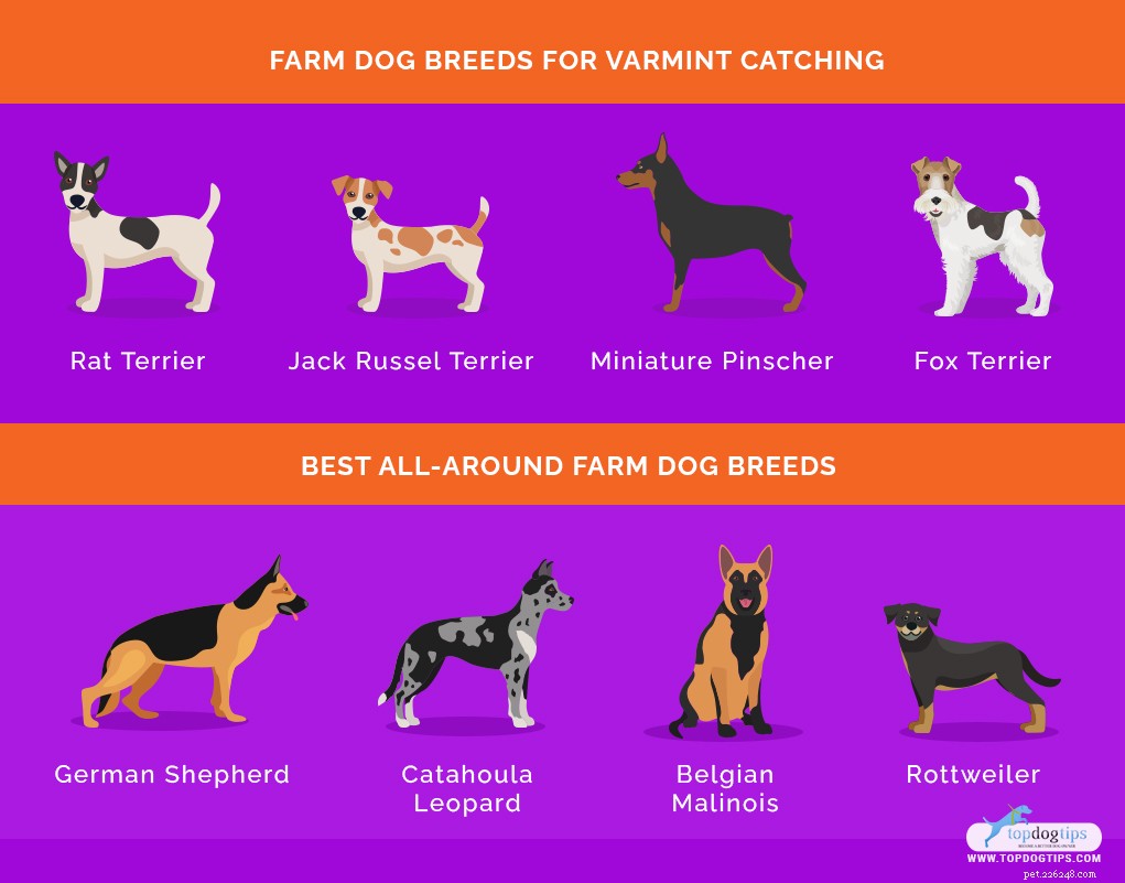 20 Best Farm Dog Breeds for Country Life: Reliable, Protective, and Hard‑Working