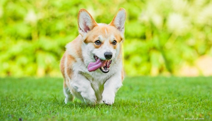 20 Best Farm Dog Breeds for Country Life: Reliable, Protective, and Hard‑Working