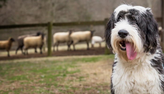 20 Best Farm Dog Breeds for Country Life: Reliable, Protective, and Hard‑Working