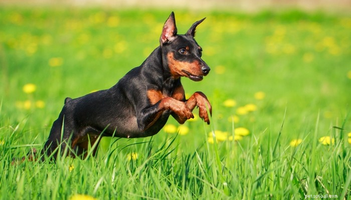 20 Best Farm Dog Breeds for Country Life: Reliable, Protective, and Hard‑Working