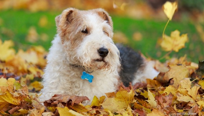 20 Best Farm Dog Breeds for Country Life: Reliable, Protective, and Hard‑Working