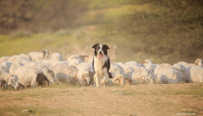 20 Best Farm Dog Breeds for Country Life: Reliable, Protective, and Hard‑Working