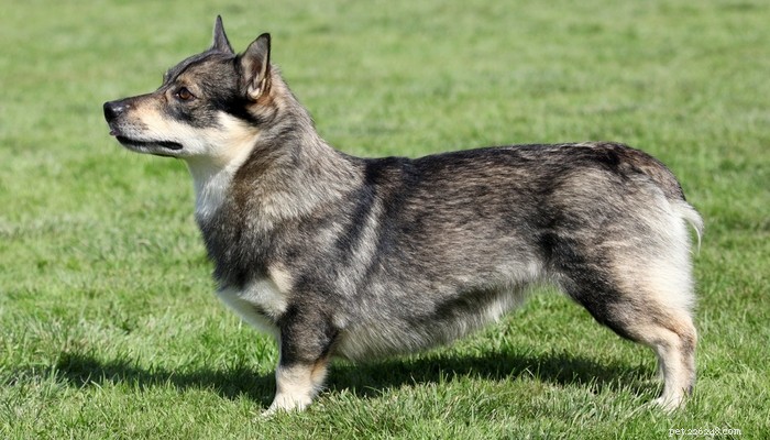 20 Best Farm Dog Breeds for Country Life: Reliable, Protective, and Hard‑Working