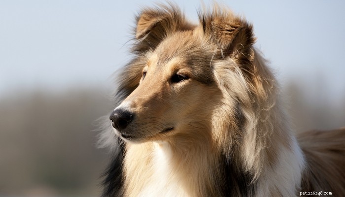 20 Best Farm Dog Breeds for Country Life: Reliable, Protective, and Hard‑Working