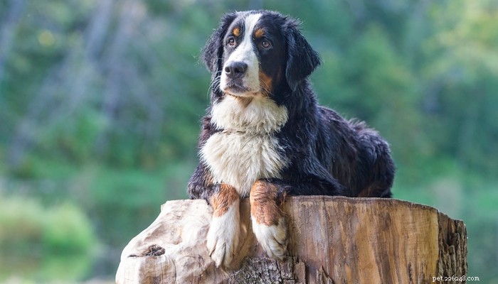 20 Best Farm Dog Breeds for Country Life: Reliable, Protective, and Hard‑Working