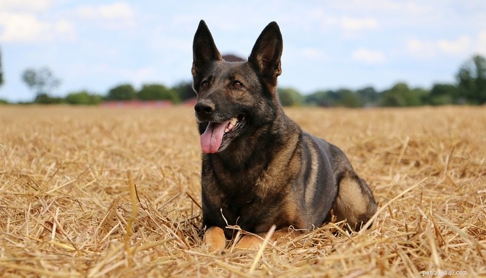 20 Best Farm Dog Breeds for Country Life: Reliable, Protective, and Hard‑Working