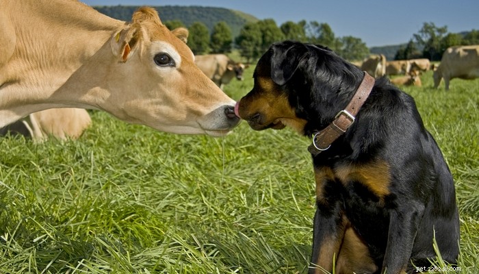 20 Best Farm Dog Breeds for Country Life: Reliable, Protective, and Hard‑Working