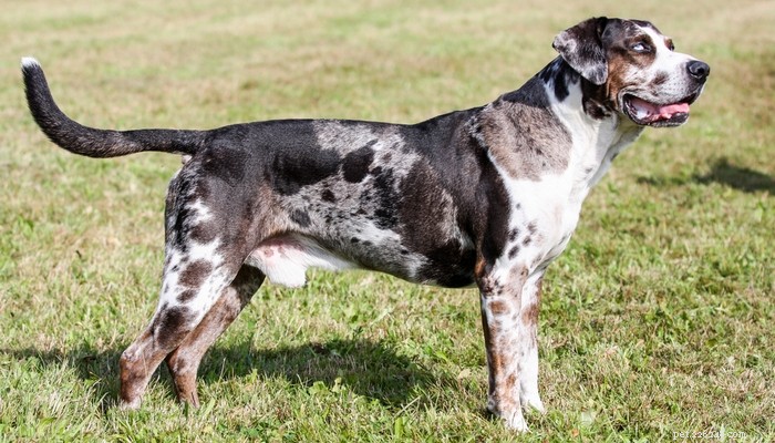 20 Best Farm Dog Breeds for Country Life: Reliable, Protective, and Hard‑Working