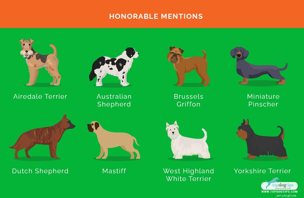 20 Best Farm Dog Breeds for Country Life: Reliable, Protective, and Hard‑Working